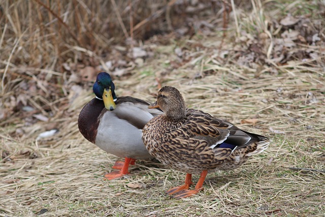 Undgå de typiske fejl: Krydsordsfælder du skal kende